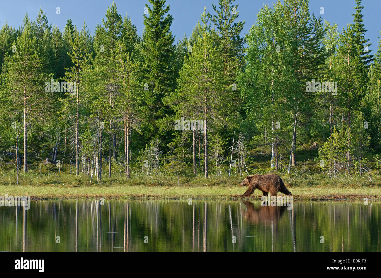 Unión oso pardo Ursus arctos caminando por el bosque lago Finlandia Foto de stock