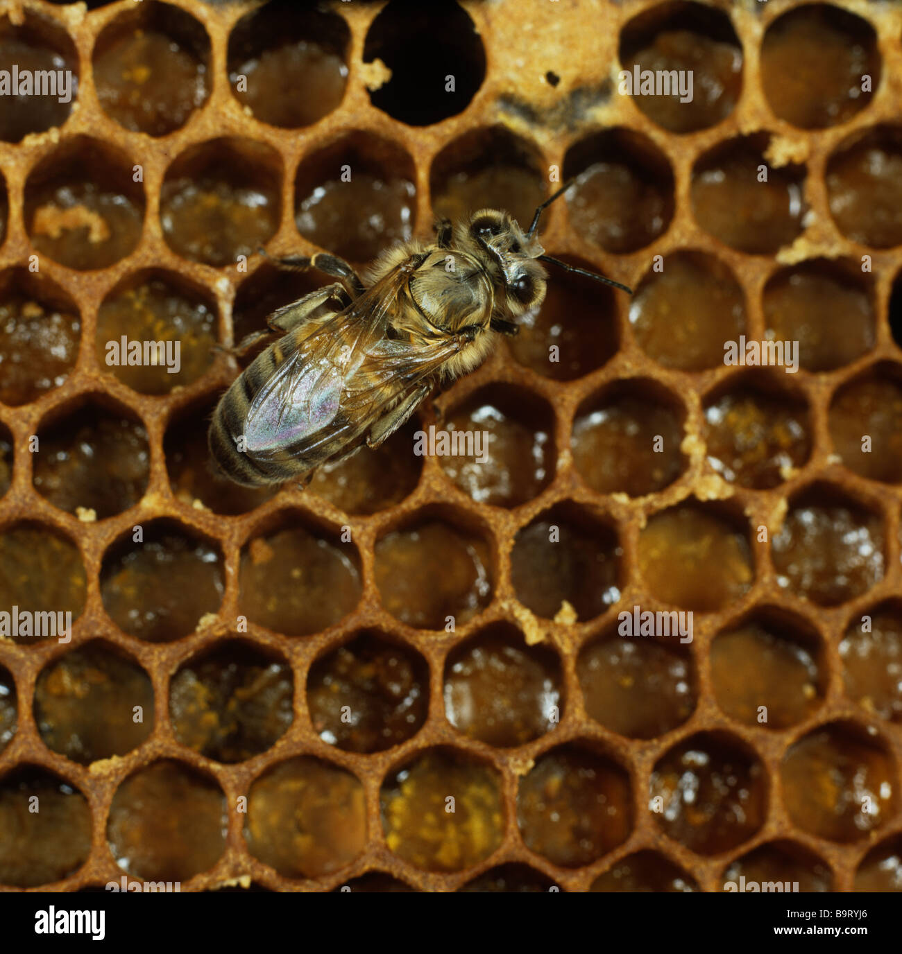 Trabajador miel de abejas Apis mellifera recién surgido de celdas de cría en la colmena Foto de stock