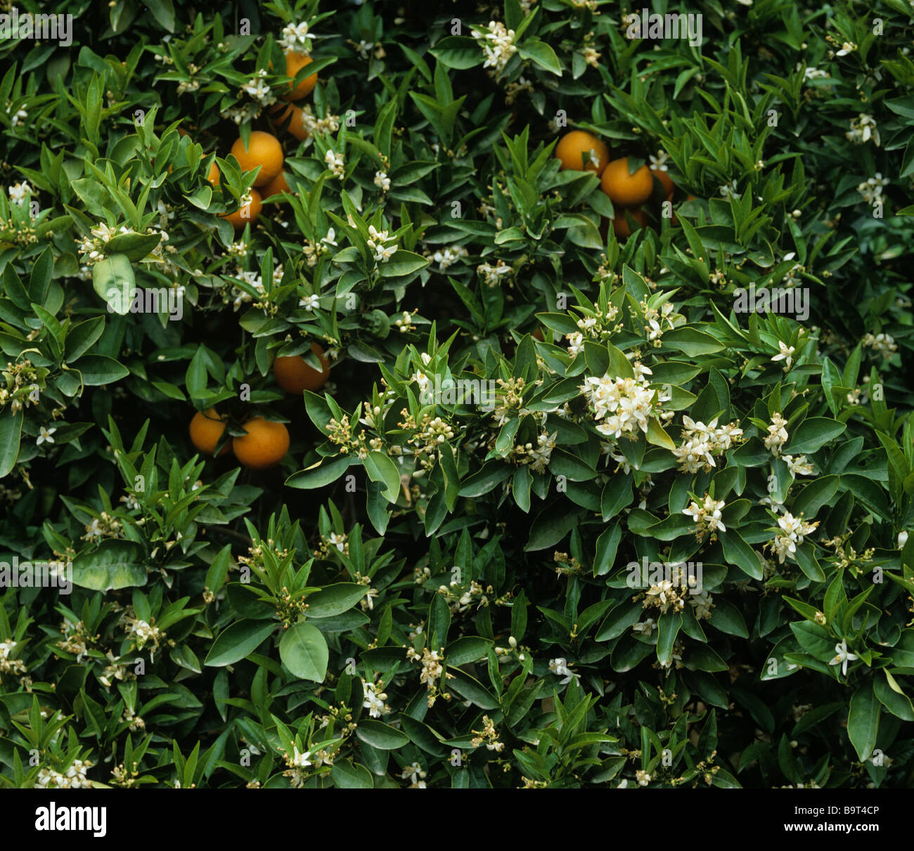 Flor de naranja españa fotografías e imágenes de alta resolución Alamy