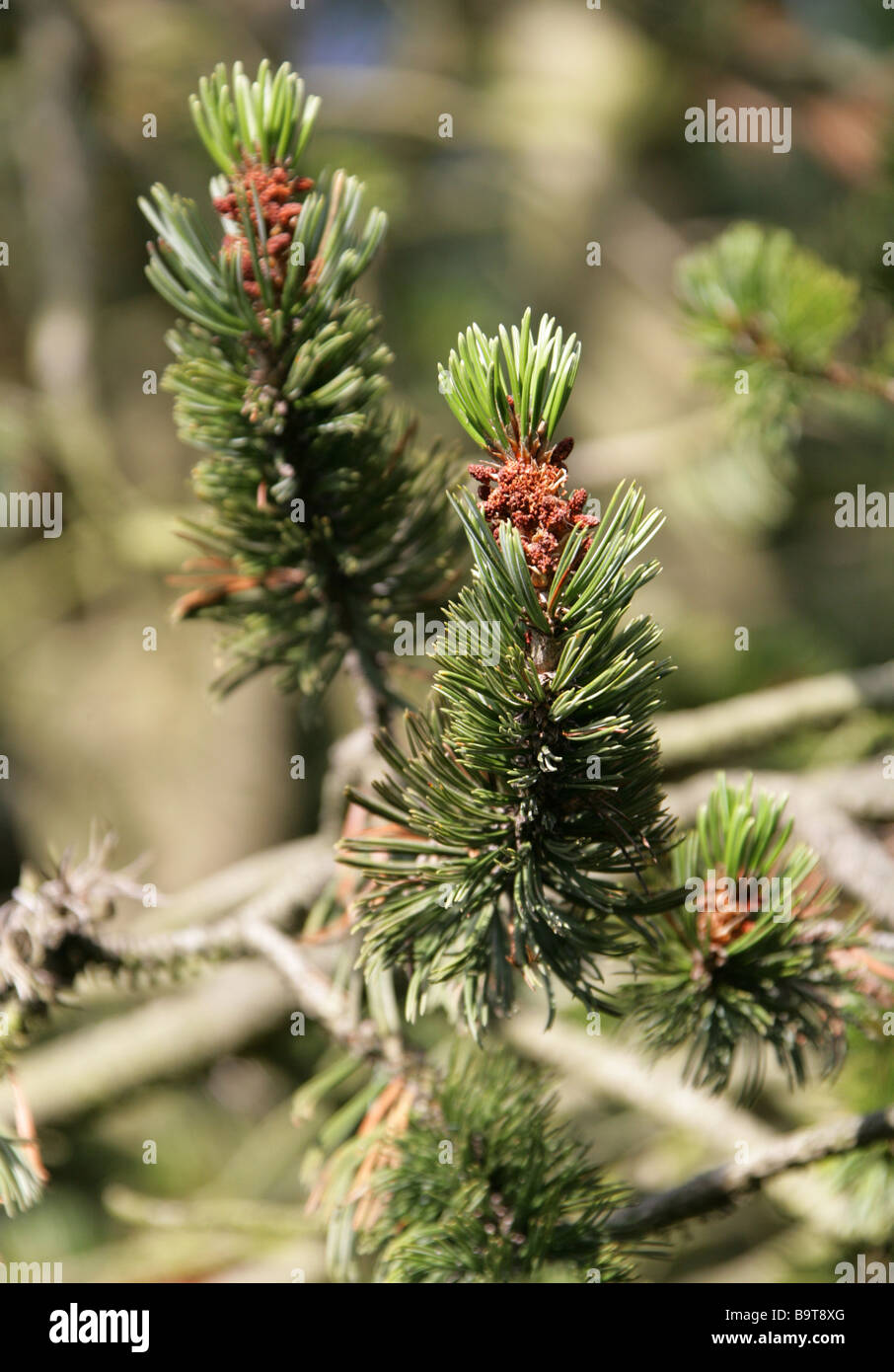 Cono de púas de pino, Pinus aristata, Pinaceae, al suroeste de EE.UU. Foto de stock