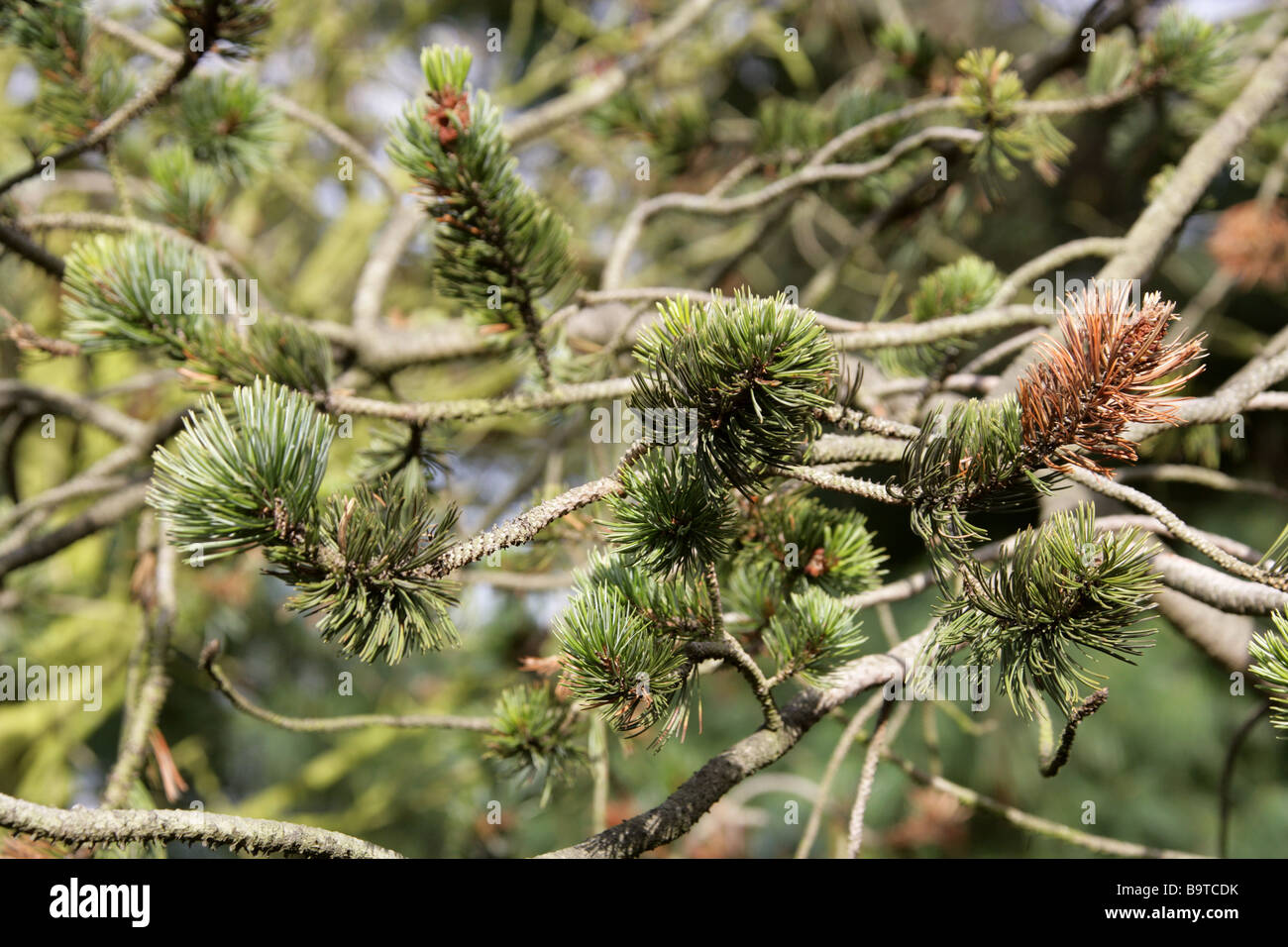 Cono de púas de pino, Pinus aristata, Pinaceae, al suroeste de EE.UU. Foto de stock