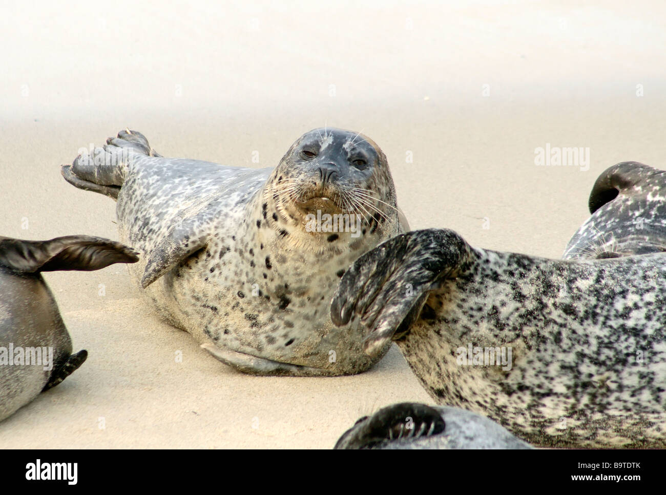 Las focas (Phoca vitulina) en Casa Playa (también conocida como "la piscina de los niños'), La Jolla CA Foto de stock