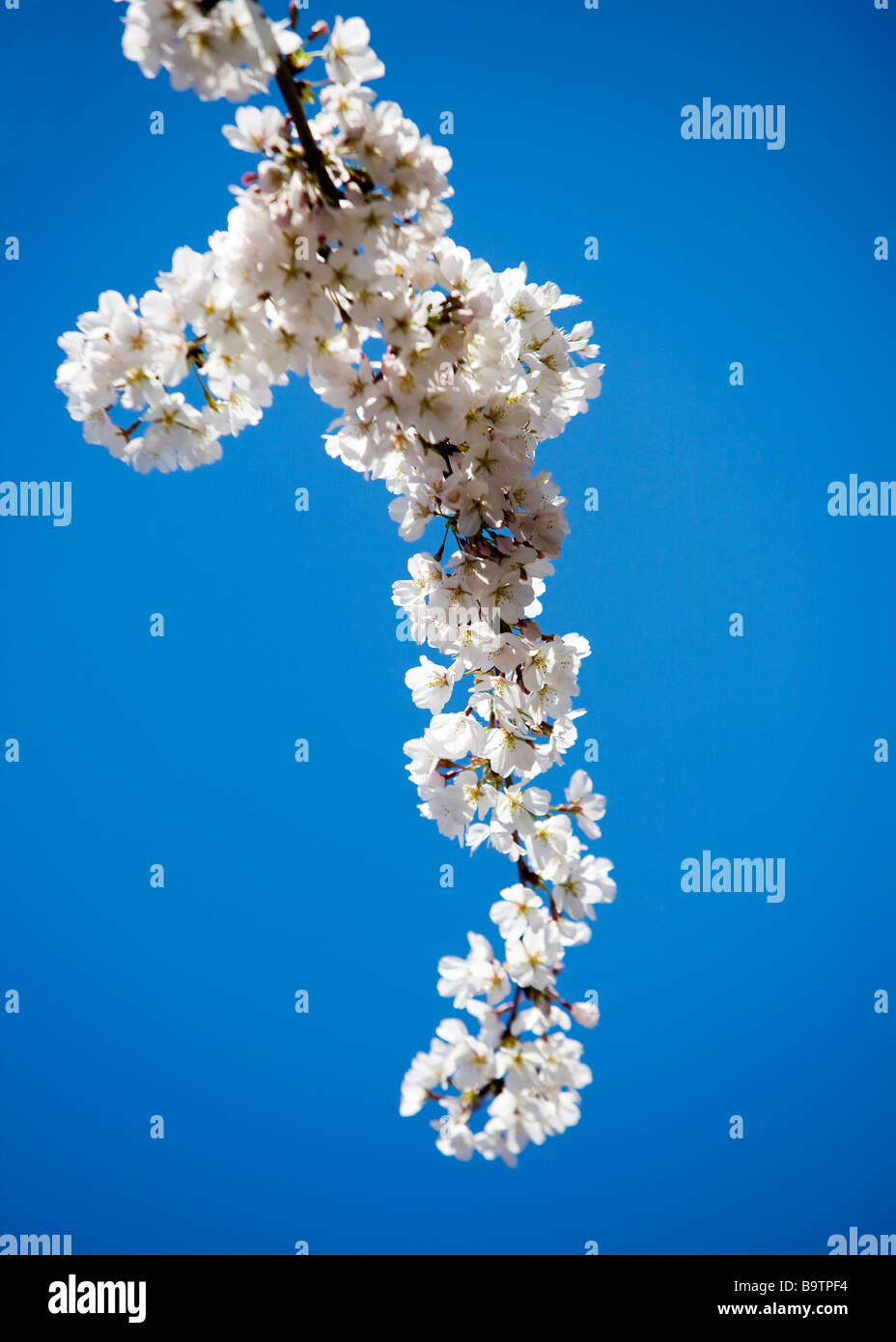 Flores de cerezo japonés contra el cielo azul Foto de stock