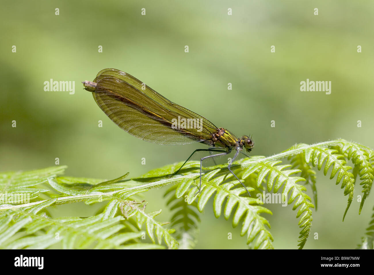 Hermosa Demoiselle Agrion virgo Foto de stock