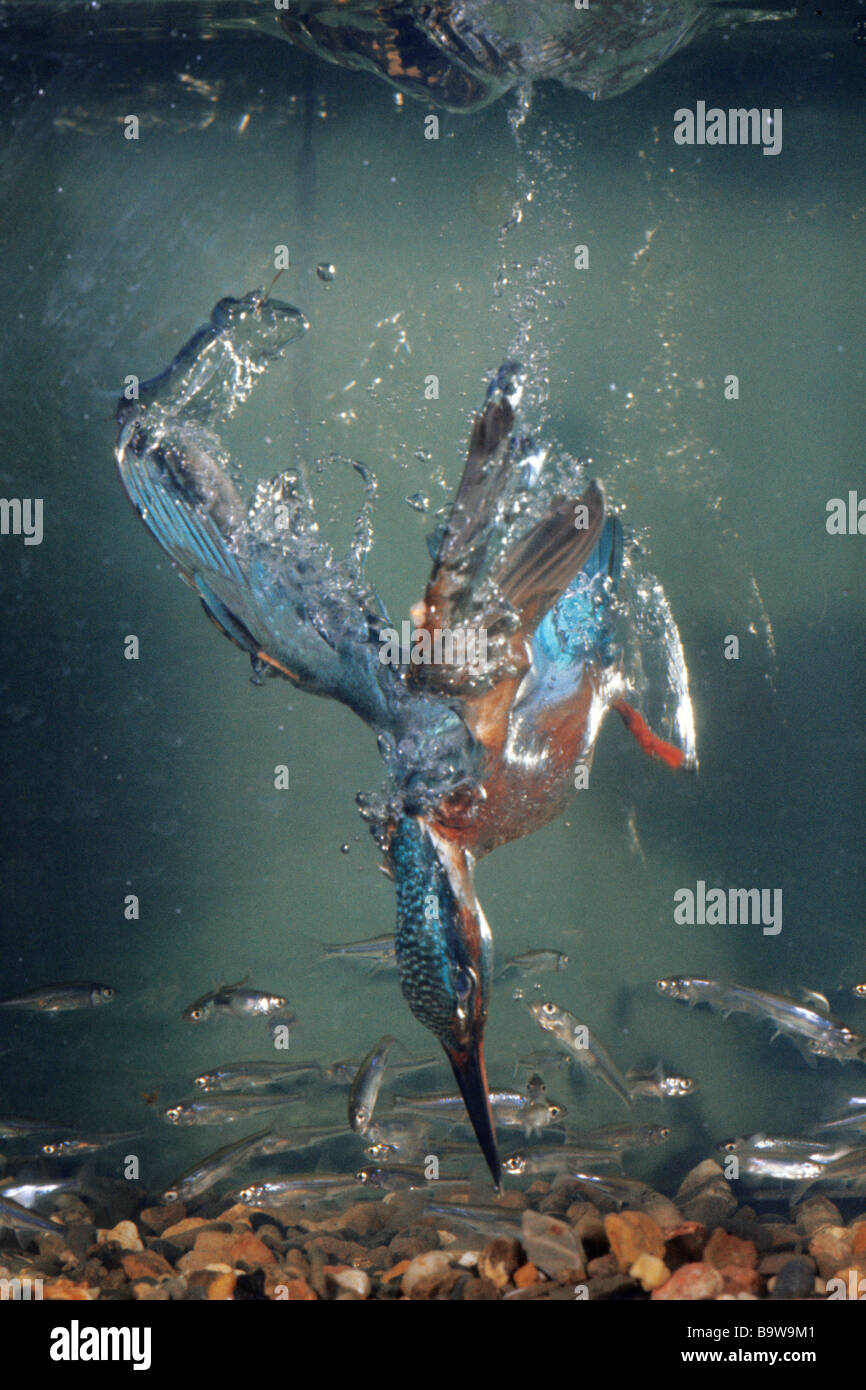 El martín pescador (Alcedo atthis) buceo para un pez Foto de stock