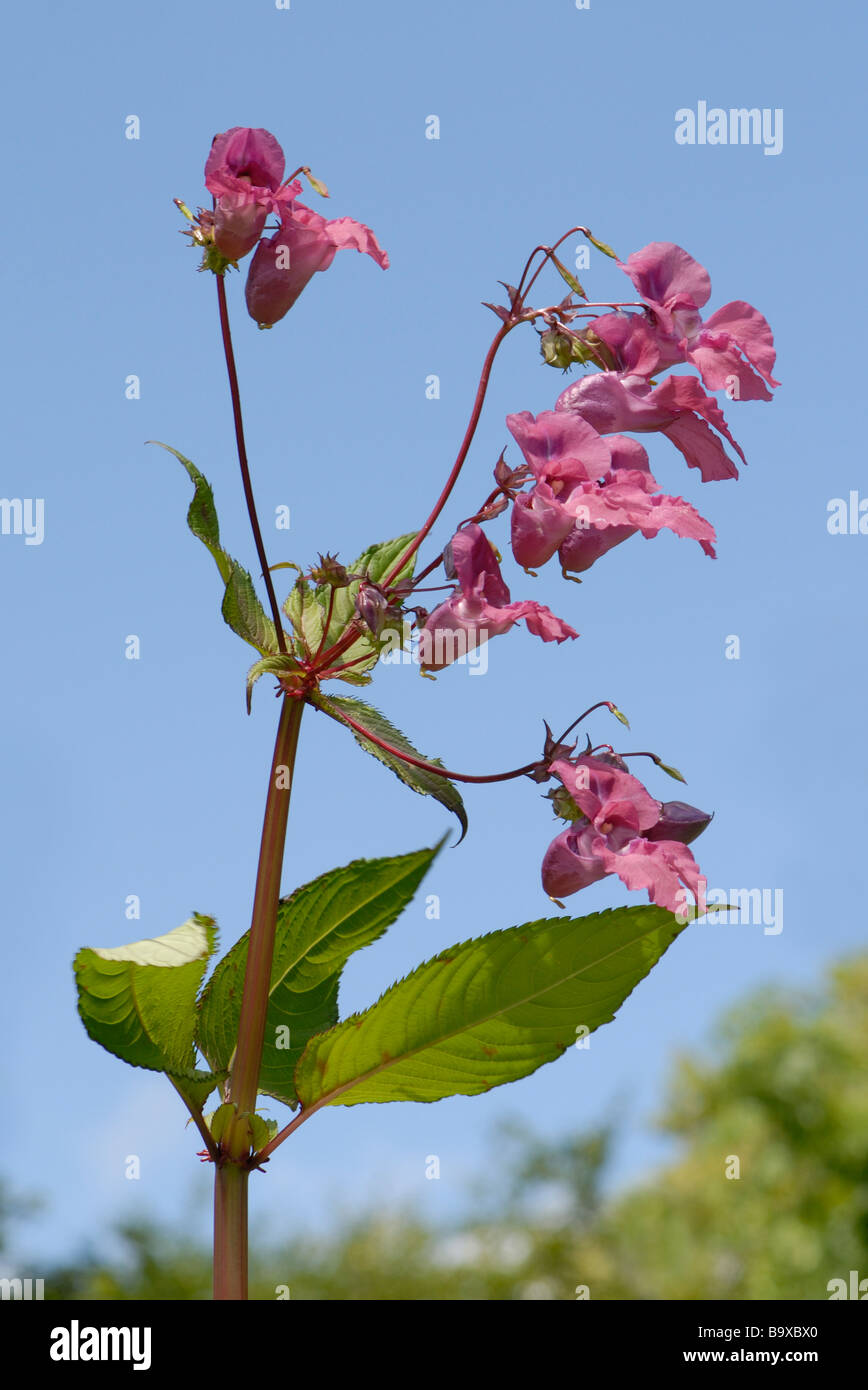 Flores de bálsamo (Impatiens glandulifera del Himalaya). Foto de stock