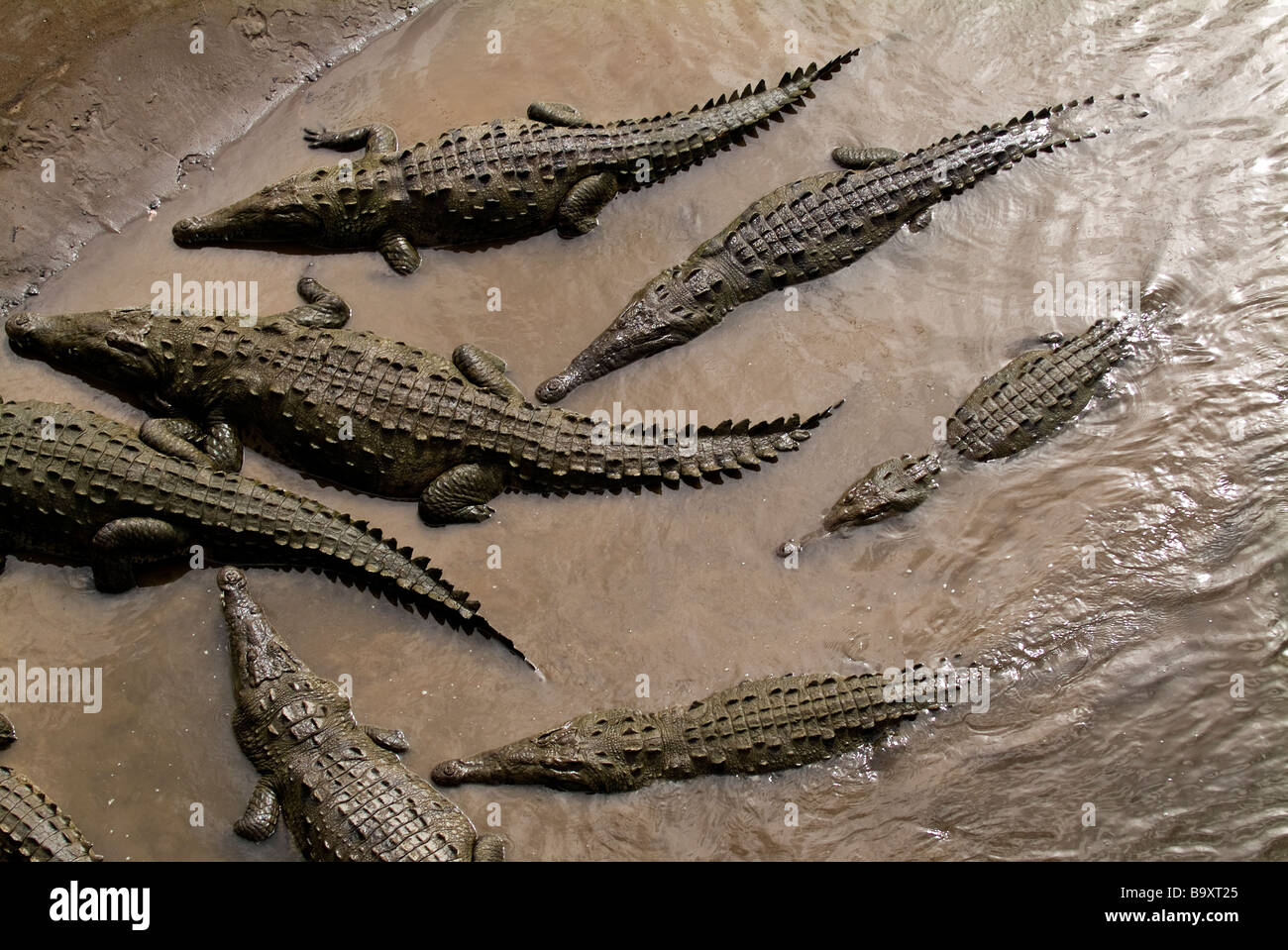 Un grupo de cocodrilos americanos en el río Tàrcoles, cerca del Parque  Nacional de Carrara, Costa Rica Fotografía de stock - Alamy