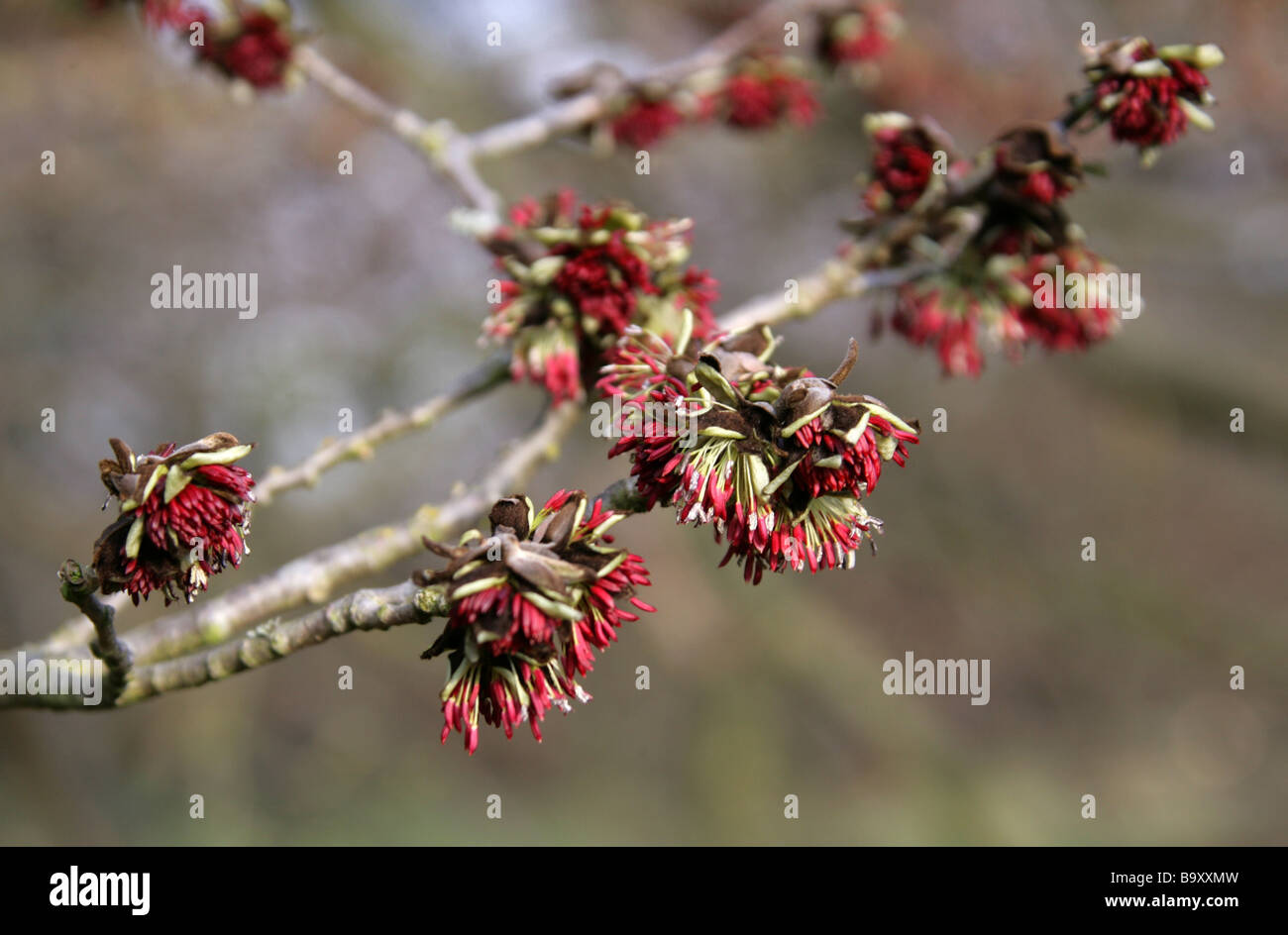 Las flores de un árbol de palo fierro persa, Parrotia persica, Hamamelidaceae, Irán y el Cáucaso Foto de stock