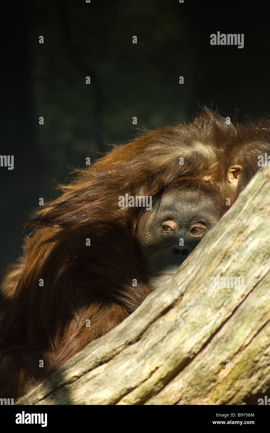 El orangután (Pongo pygmaeus) Foto de stock