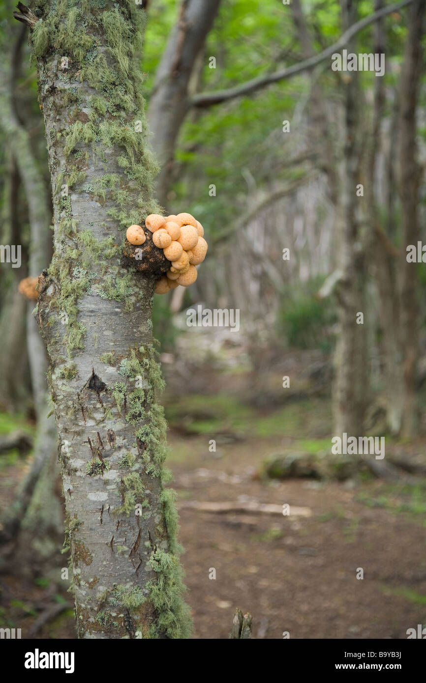 Cyttaria harioti hongo de árbol Parque Nacional Tierra del Fuego Argentina América del Sur Foto de stock