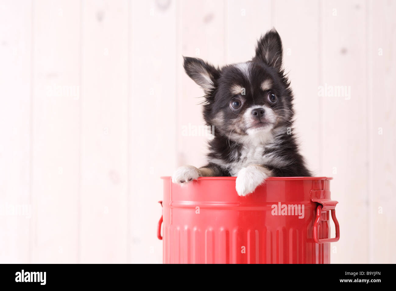 Chihuahua en un cubo Foto de stock
