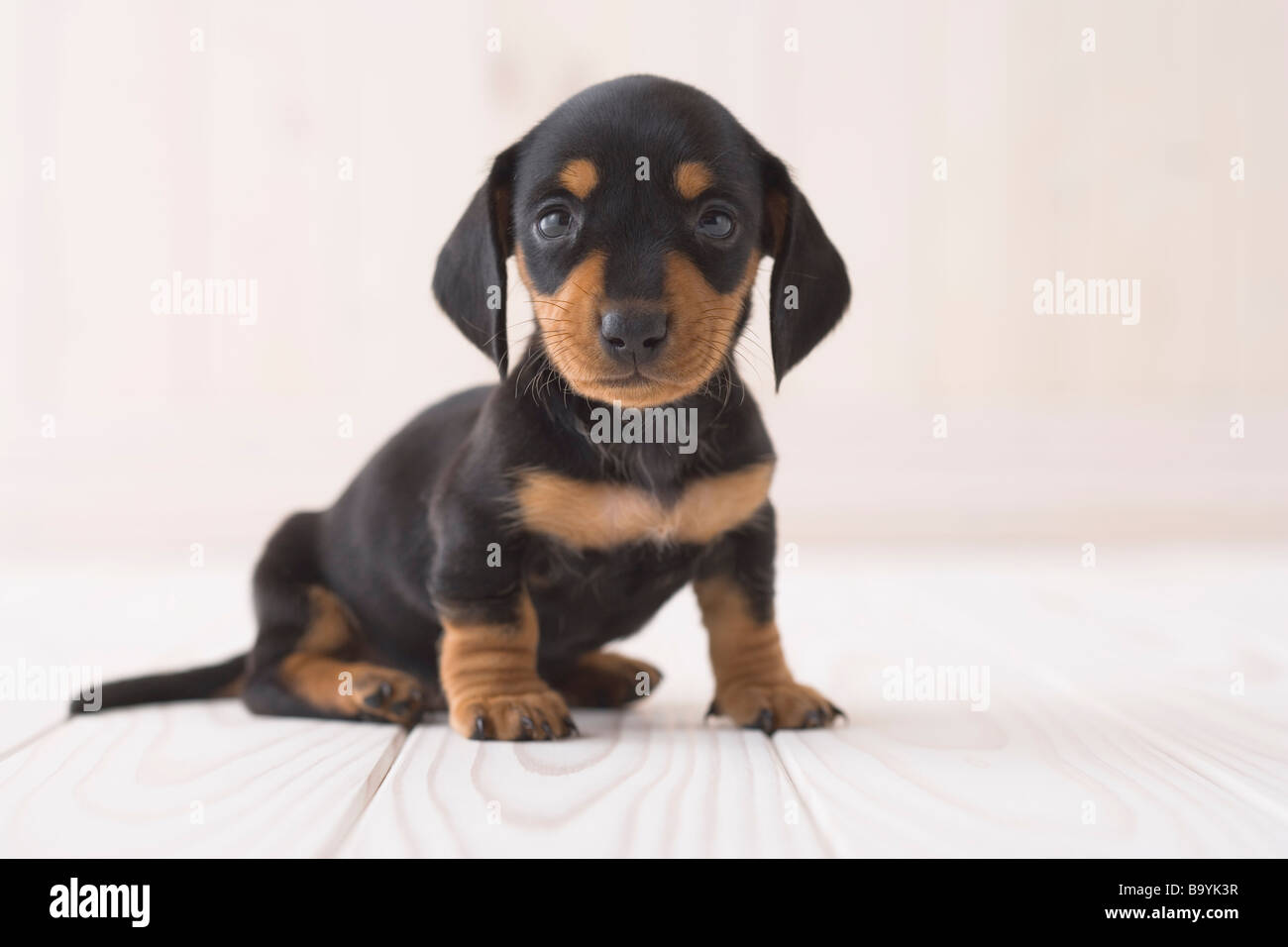 Sotavento Marcha mala Indefinido Dachshund sentado fotografías e imágenes de alta resolución - Alamy Sotavento Marcha mala Indefinido Dachshund sentado fotografías e imágenes de alta resolución - Alamy