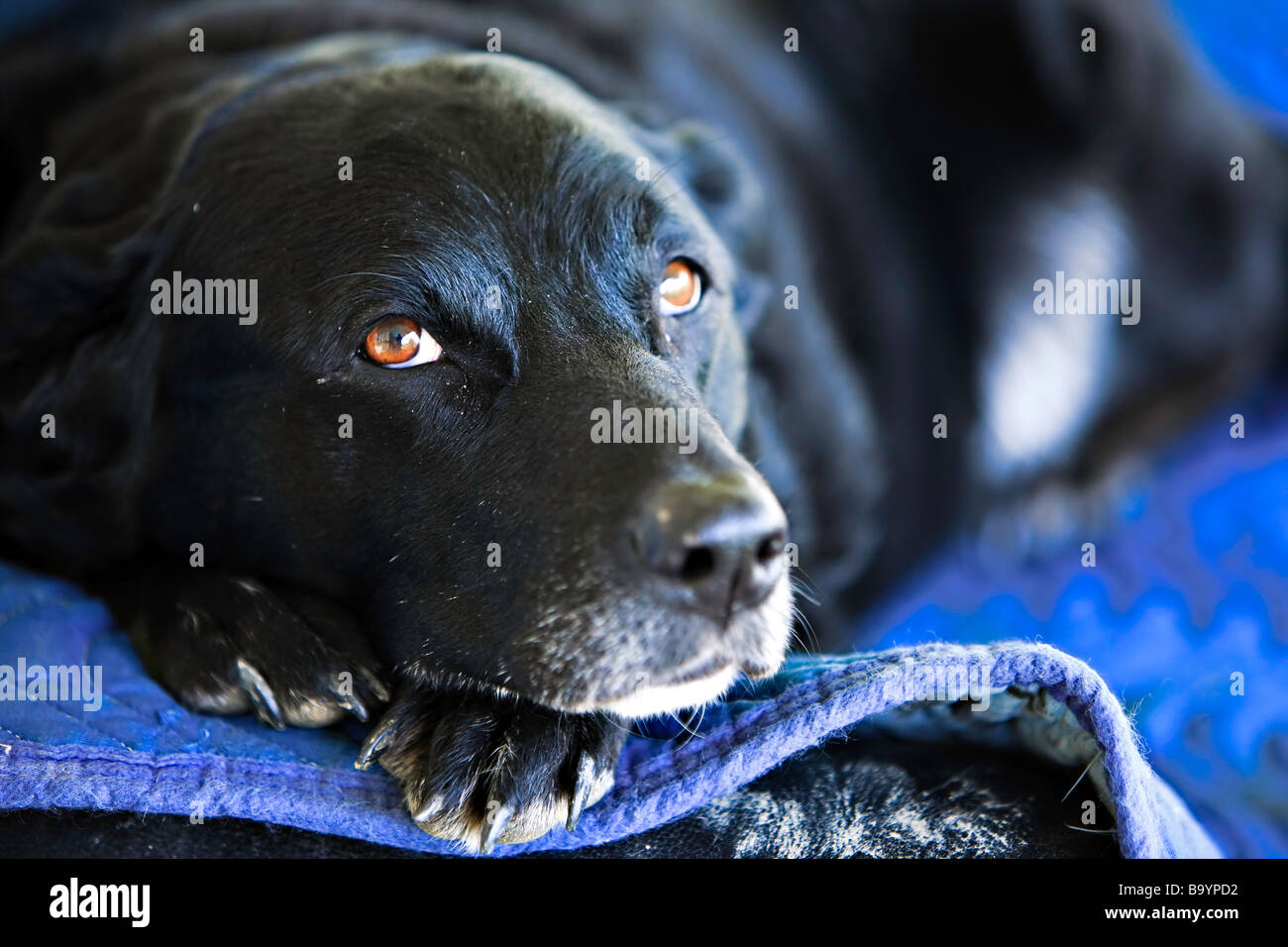 Masset un lindo perro, Canis familiaris, en Brantford, Ontario, Canadá. Foto de stock