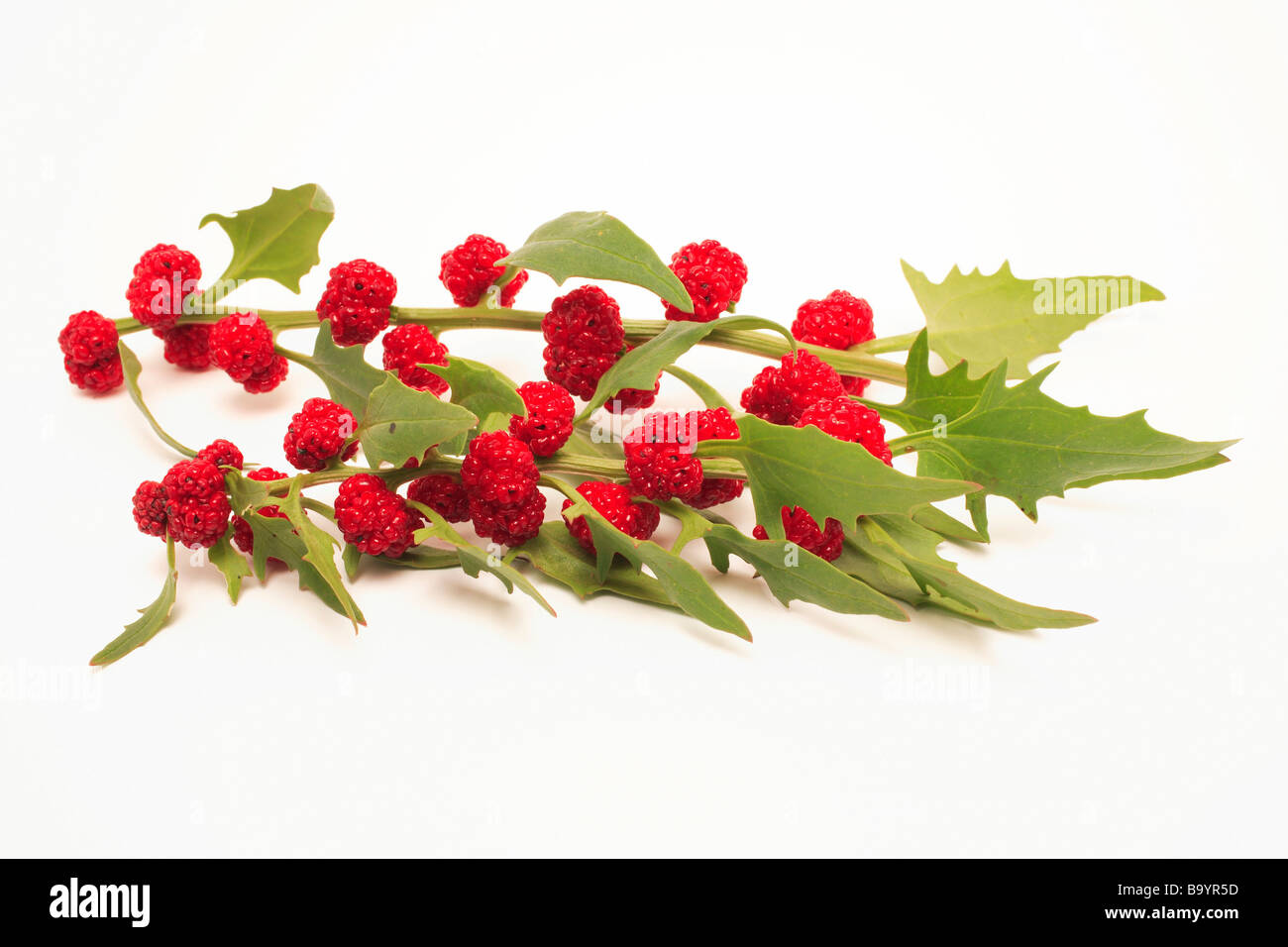 Fresa Blitum Blite Chenopodium capitatum es una planta comestible, los verdes y flores son comestibles crudas o como potherb Foto de stock