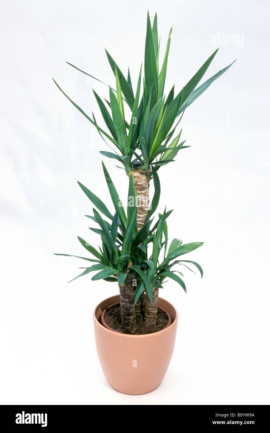 Aloe, yuca (Yucca aloifolia Daga Española), planta en maceta, studio picture. Foto de stock