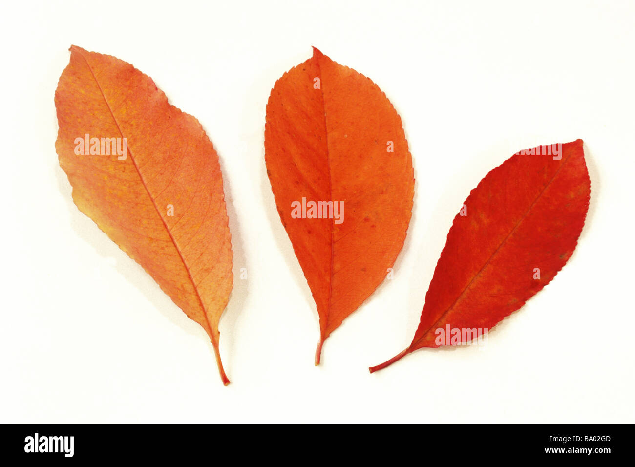 Bird Cherry Prunus padus tres hojas en otoño colores studio picture Foto de stock