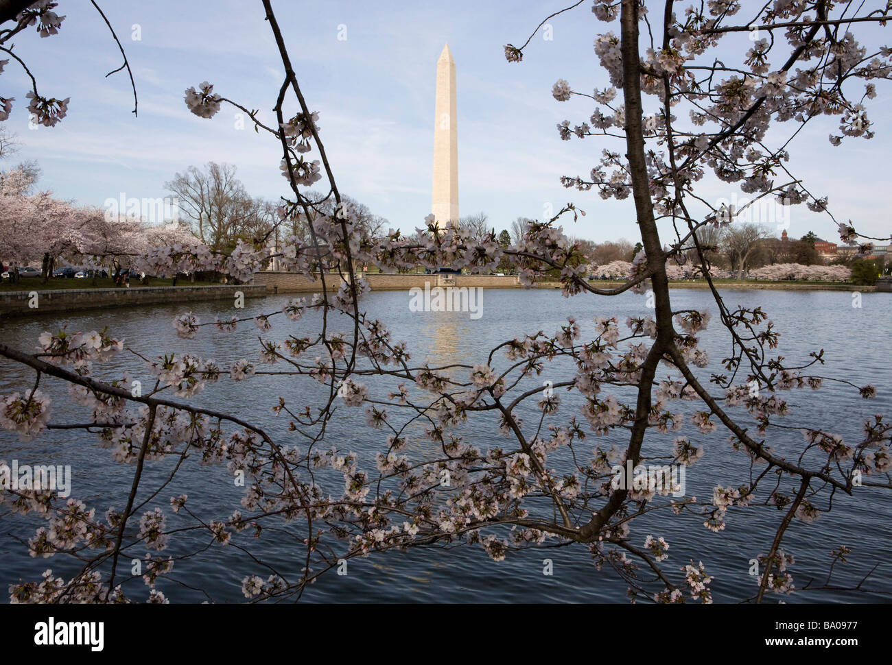 El 31 de marzo de 2009 Washington D C la floración de los Cerezos a lo largo de la Cuenca Tidal, justo al lado del National Mall Foto de stock