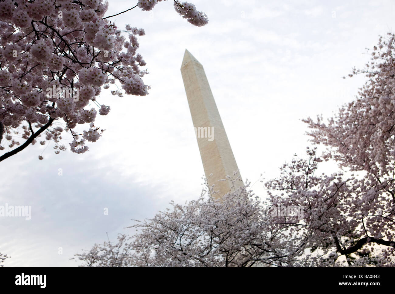 El 31 de marzo de 2009 Washington D C la floración de los Cerezos a lo largo de la Cuenca Tidal, justo al lado del National Mall Foto de stock