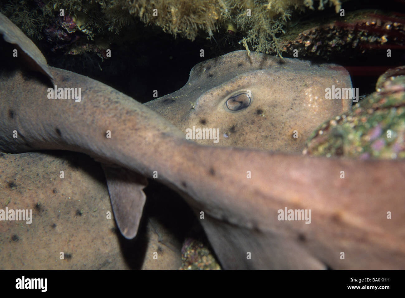 Bocina de California tiburones (Heterodontus francisci) descansando junto desconectada de la Isla Santa Cruz, California, las Islas del Canal. Foto de stock