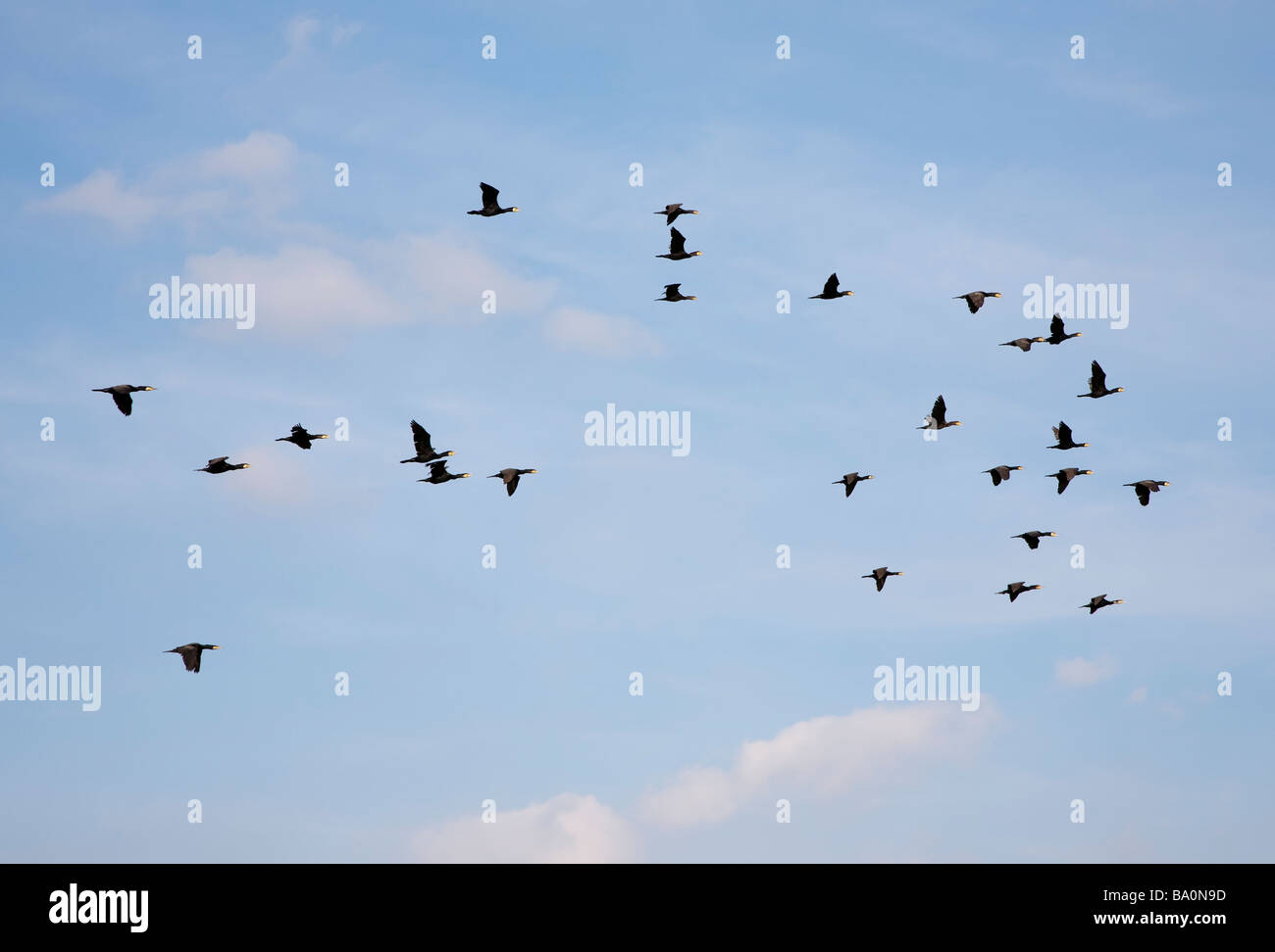 Bandada de cormoranes Phalacrocorax carbo sobrevolar Markermeer Lelystad Nederland Foto de stock