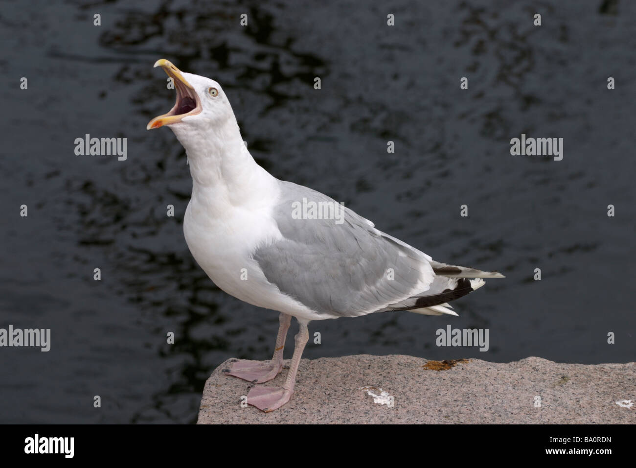Gaviota gritando fotografías e imágenes de alta resolución - Alamy