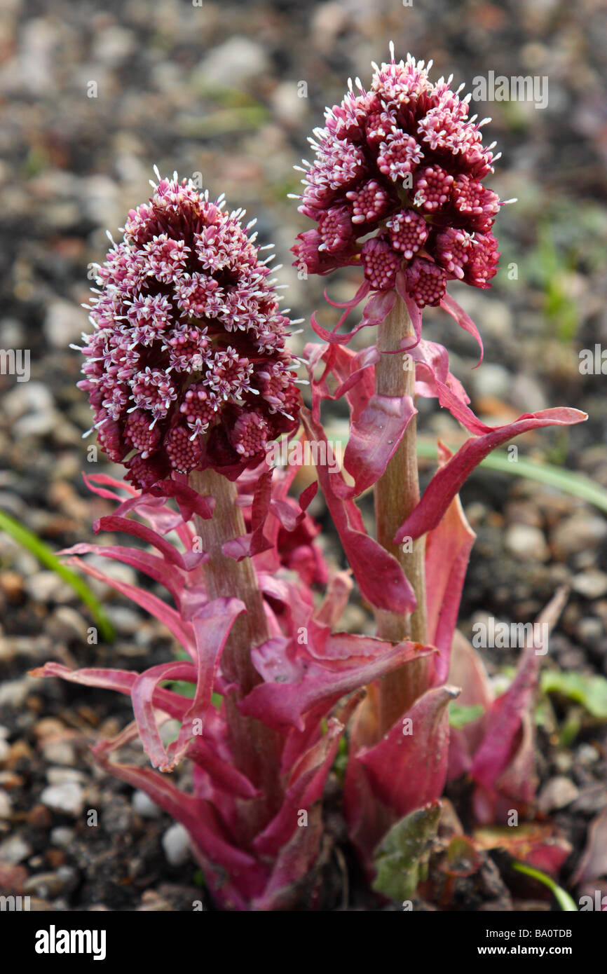 Flores Butterbur cerrar Petasites hybridus Foto de stock