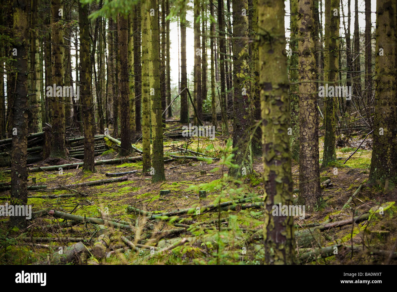 El denso bosque de pinos escoceses UK Foto de stock