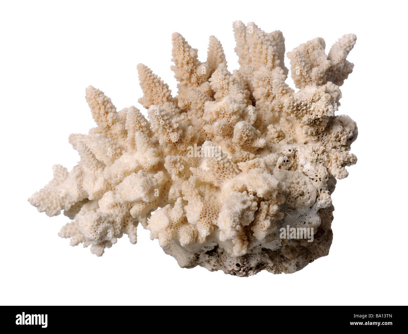 Coral muerto pantalla decorativa Foto de stock