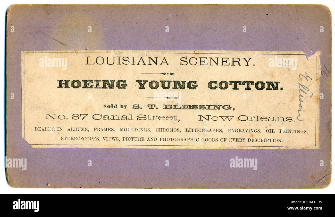 El reverso de la fotografía estereoscópica Afro Americanos cavar el algodón en Luisiana, circa 1895 Foto de stock