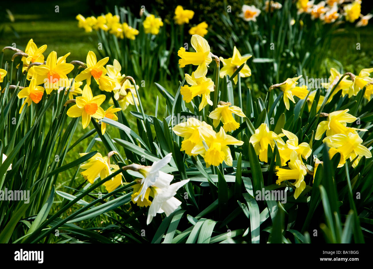 Variedades diferentes especies o cultivares de Narciso o Narciso Foto de stock