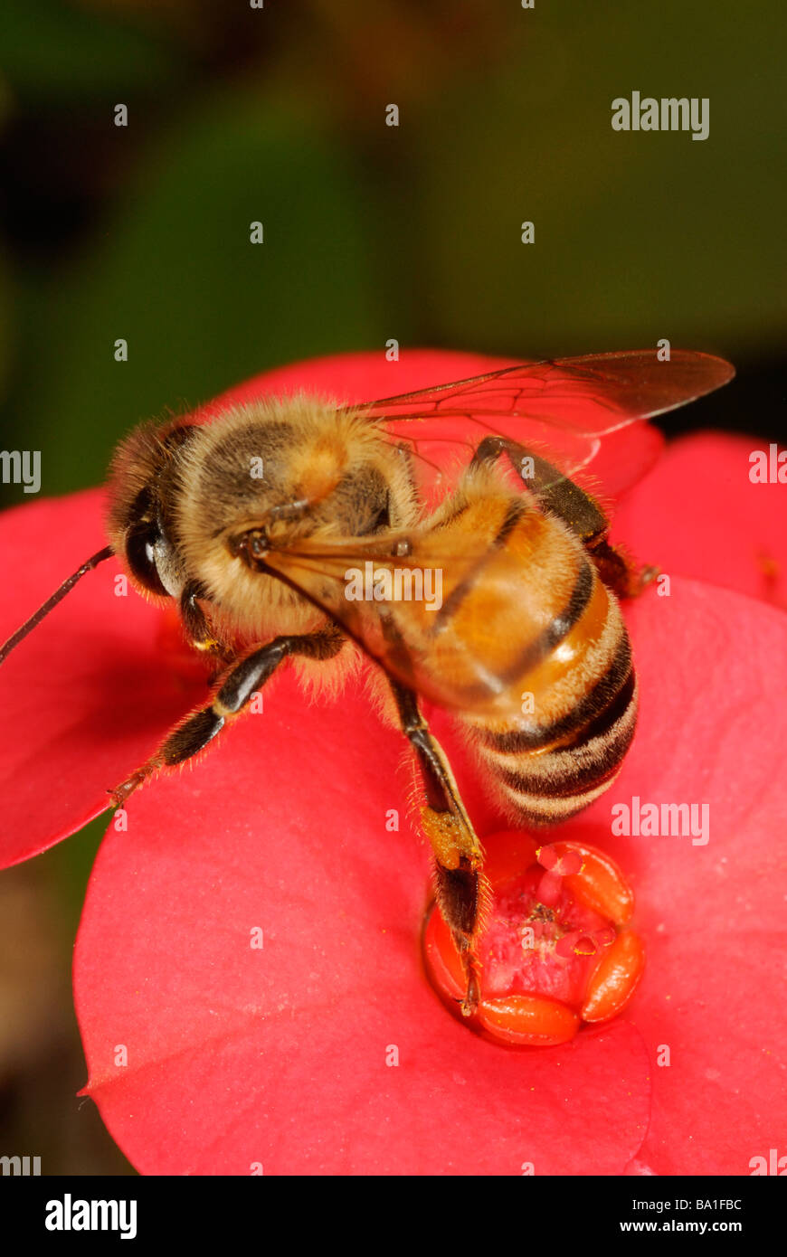 De forrajeo de la abeja melífera en corona de espinas flor Foto de stock