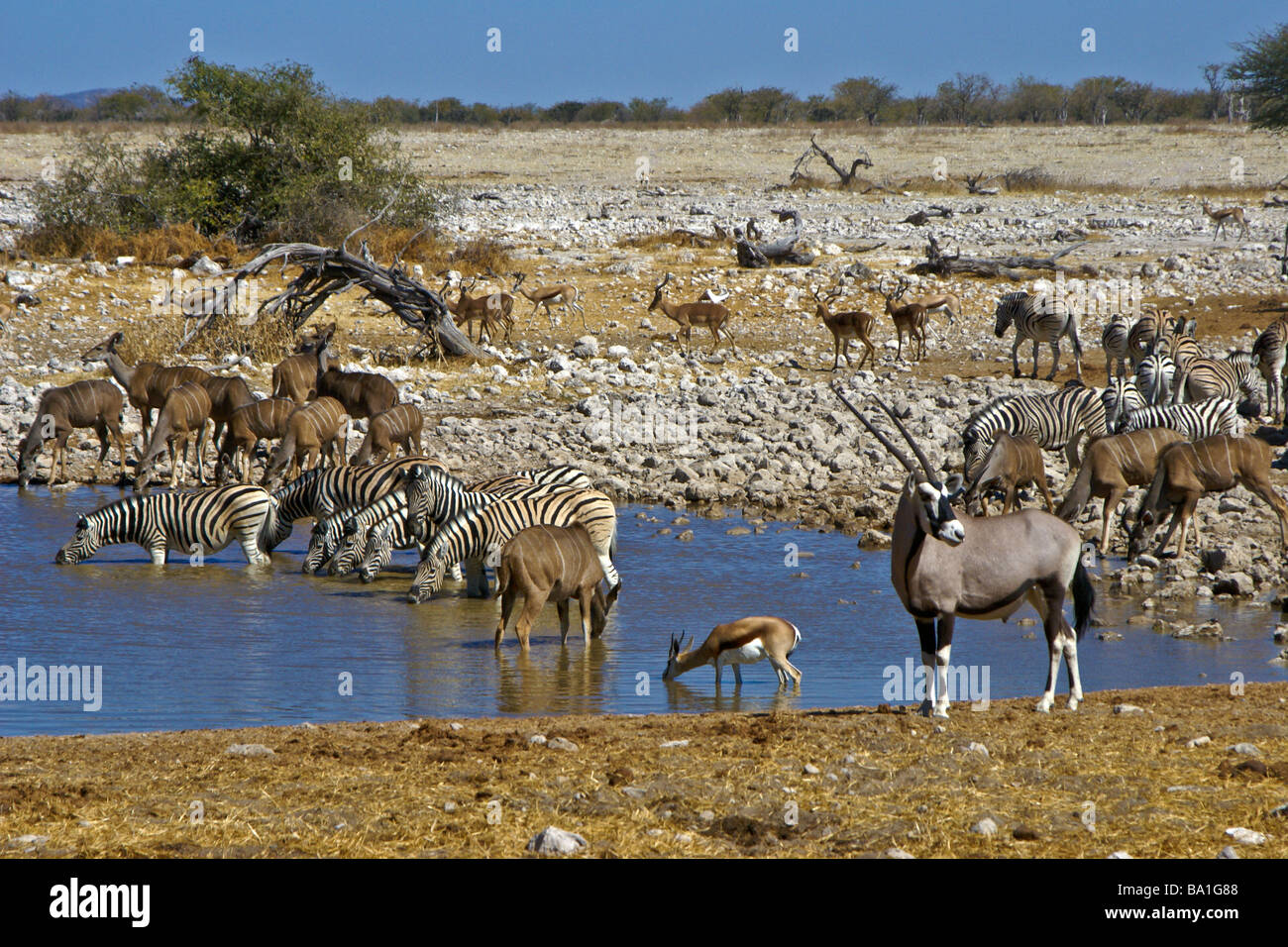 Gemsbok, llanuras cebras, mayor kudu, black-faced impalas y springbok en waterhole, Okaukuejo, el Parque Nacional de Etosha, Namibia Foto de stock