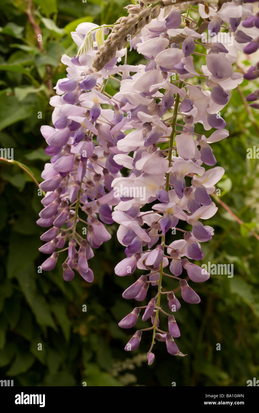 Wisteria sinensis, Glicine, Fabaceae Foto de stock