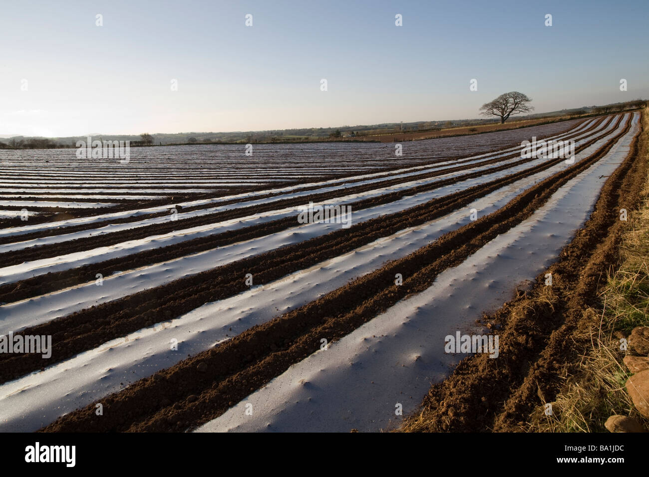 Gran campo con cultivos sembrados en hileras de plástico, Cumbria, Reino Unido Foto de stock