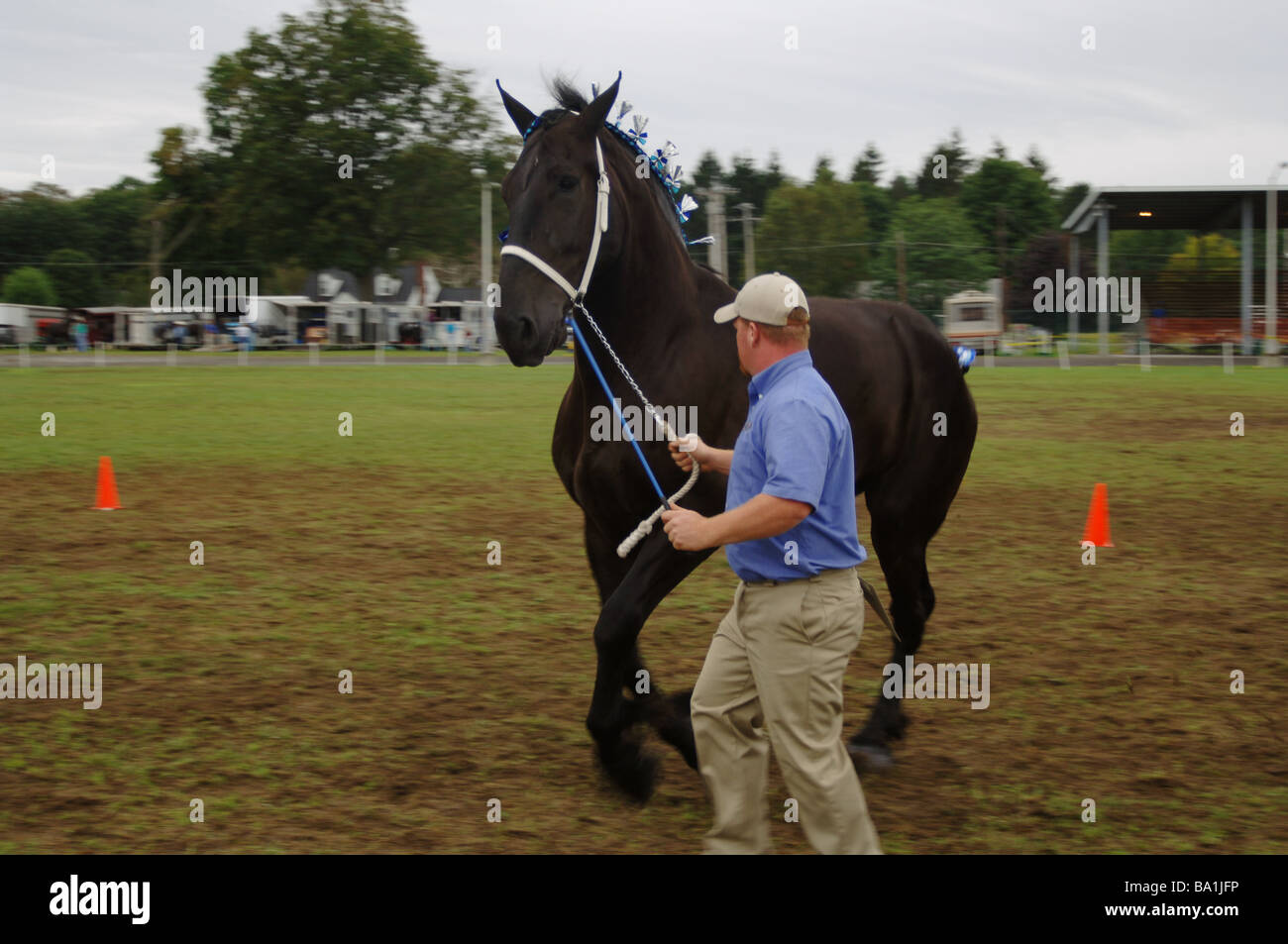 Percheron caballo de tiro competición en la Feria del Condado de Dutchess en Rhinebeck New York Foto de stock
