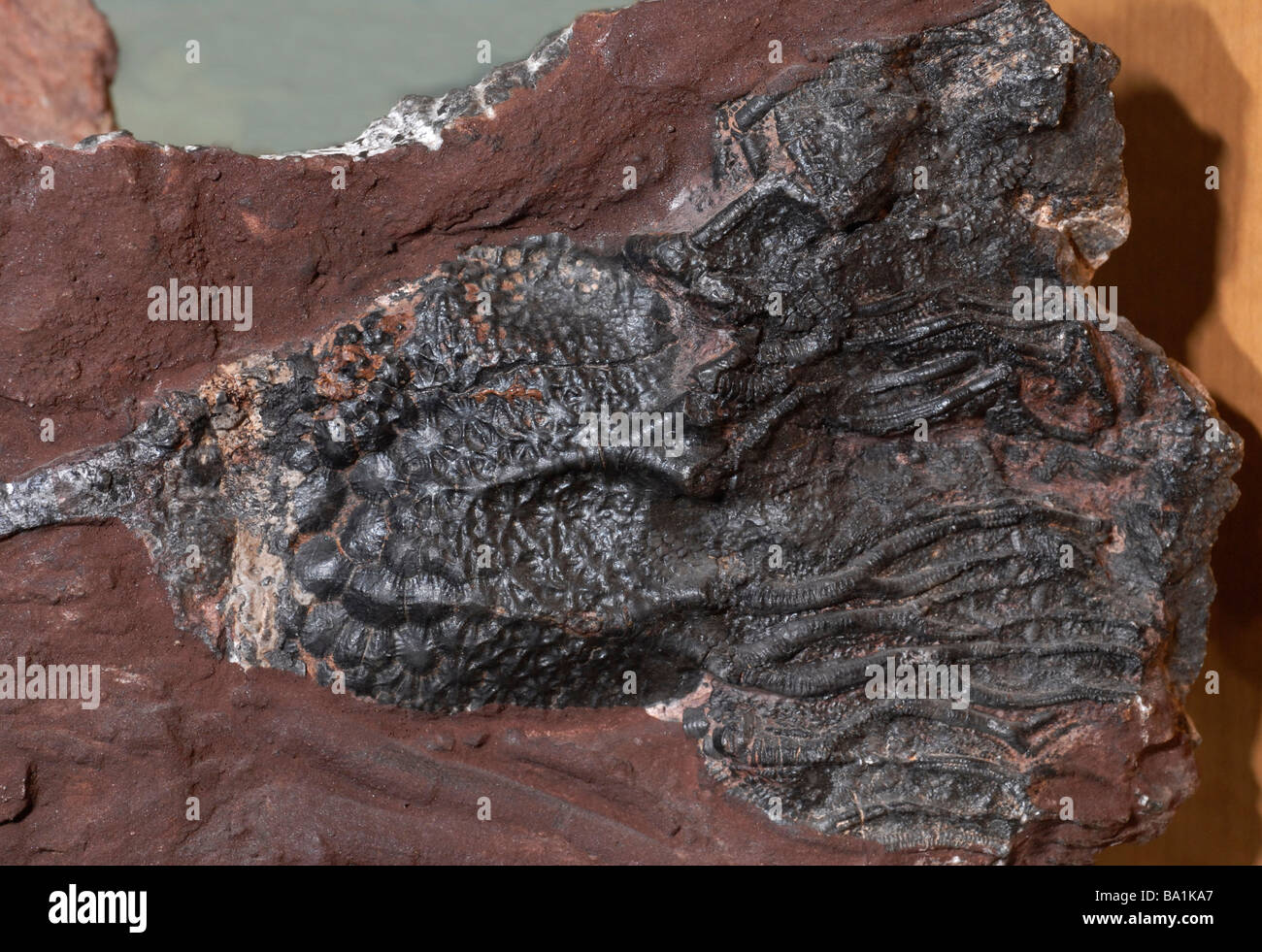 Crinoideos, fósiles de animales marinos, también conocido como mar lirios o pluma-estrellas Foto de stock