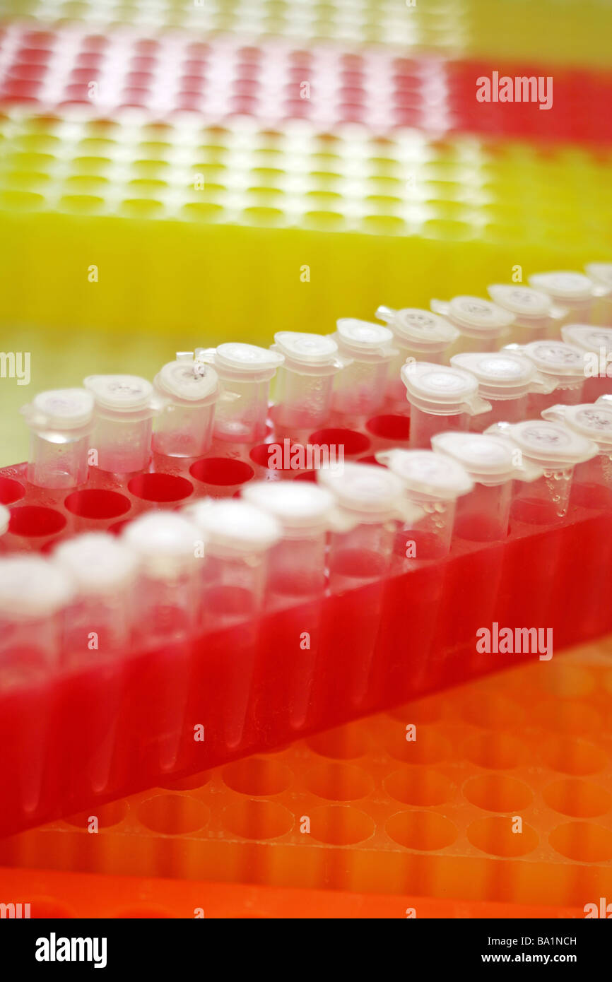 La investigación científica genética biotecnología genoma la secuencia de ADN de investigación del laboratorio de biología molecular pipetas tubo de muestra Foto de stock
