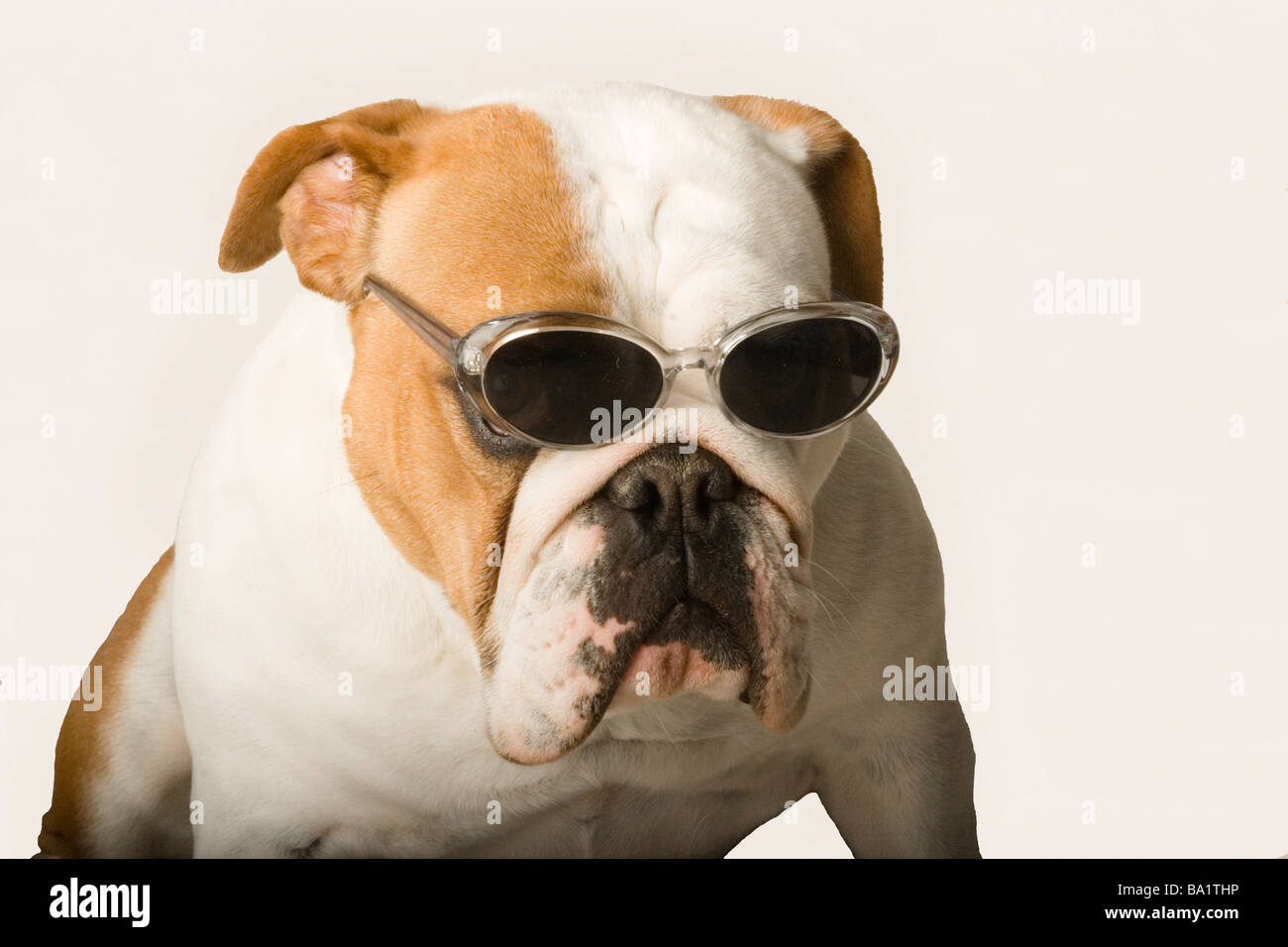 Bulldog ingles gafas de sol fotografías e imágenes de alta resolución -  Alamy