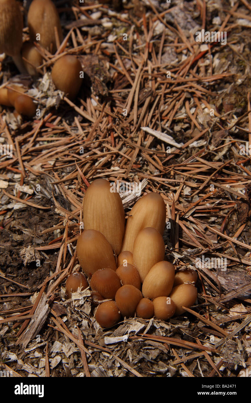 Un grupo de jóvenes fuertemente empaquetados de relucientes tapa tinta hongos (Coprinus micaceus) Foto de stock