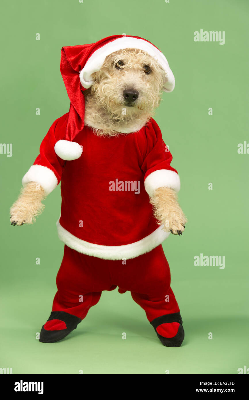 Disfraz para perros fotografías e imágenes de alta resolución - Alamy