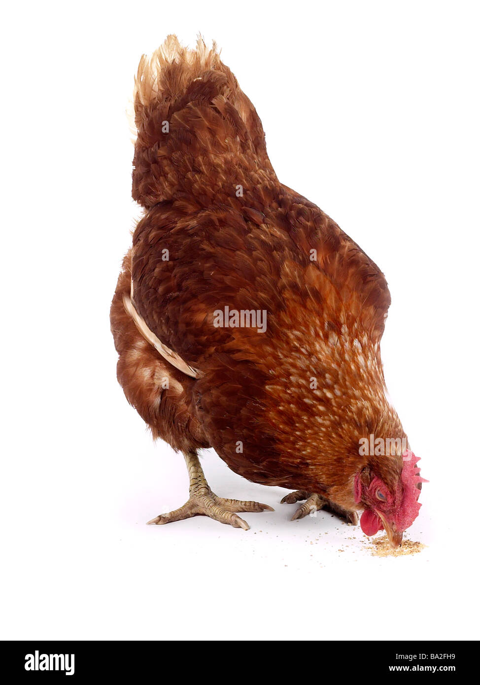 Un pollo comiendo chickenfeed. Foto de stock