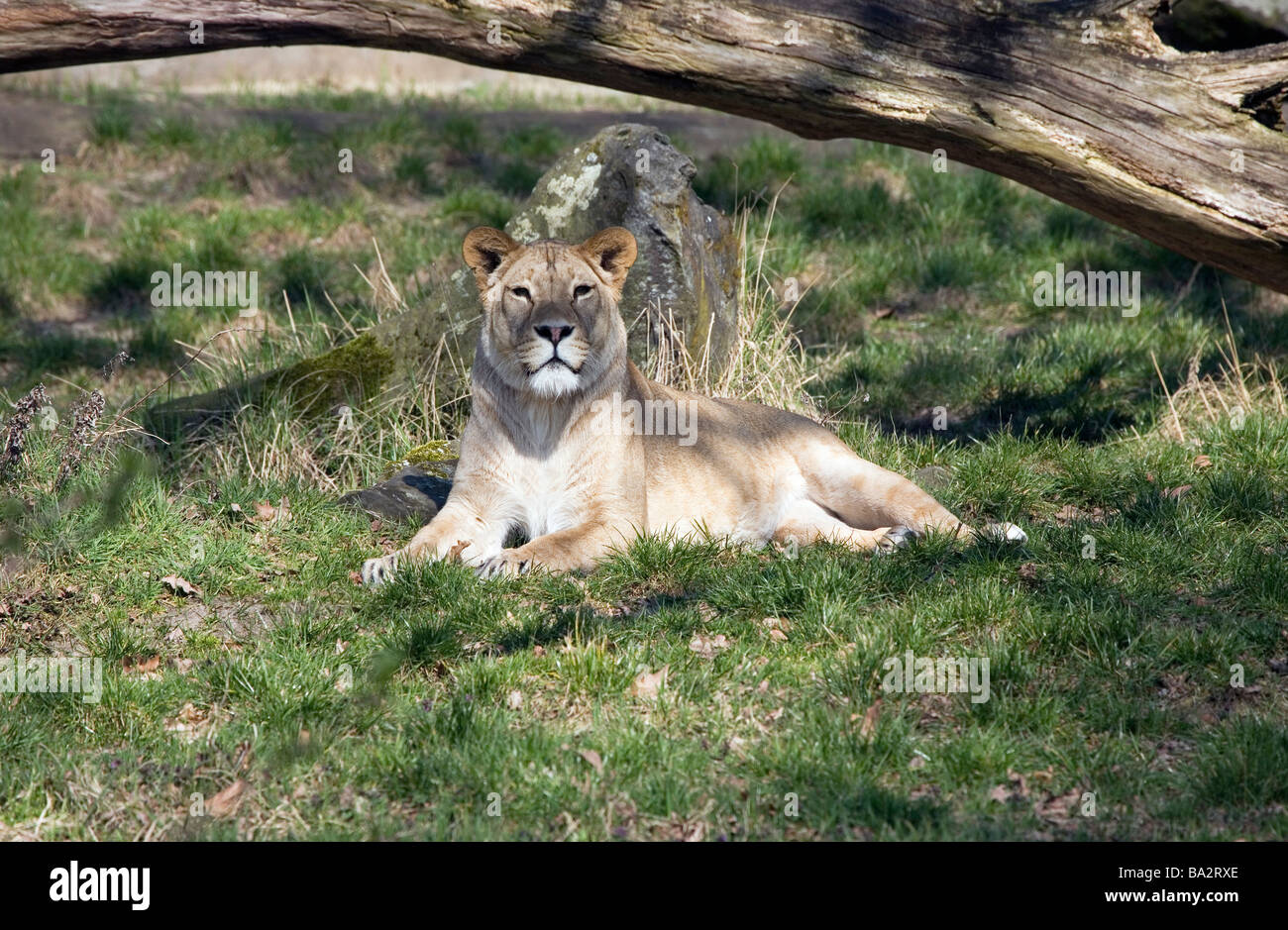 León (Panthera leo) Foto de stock
