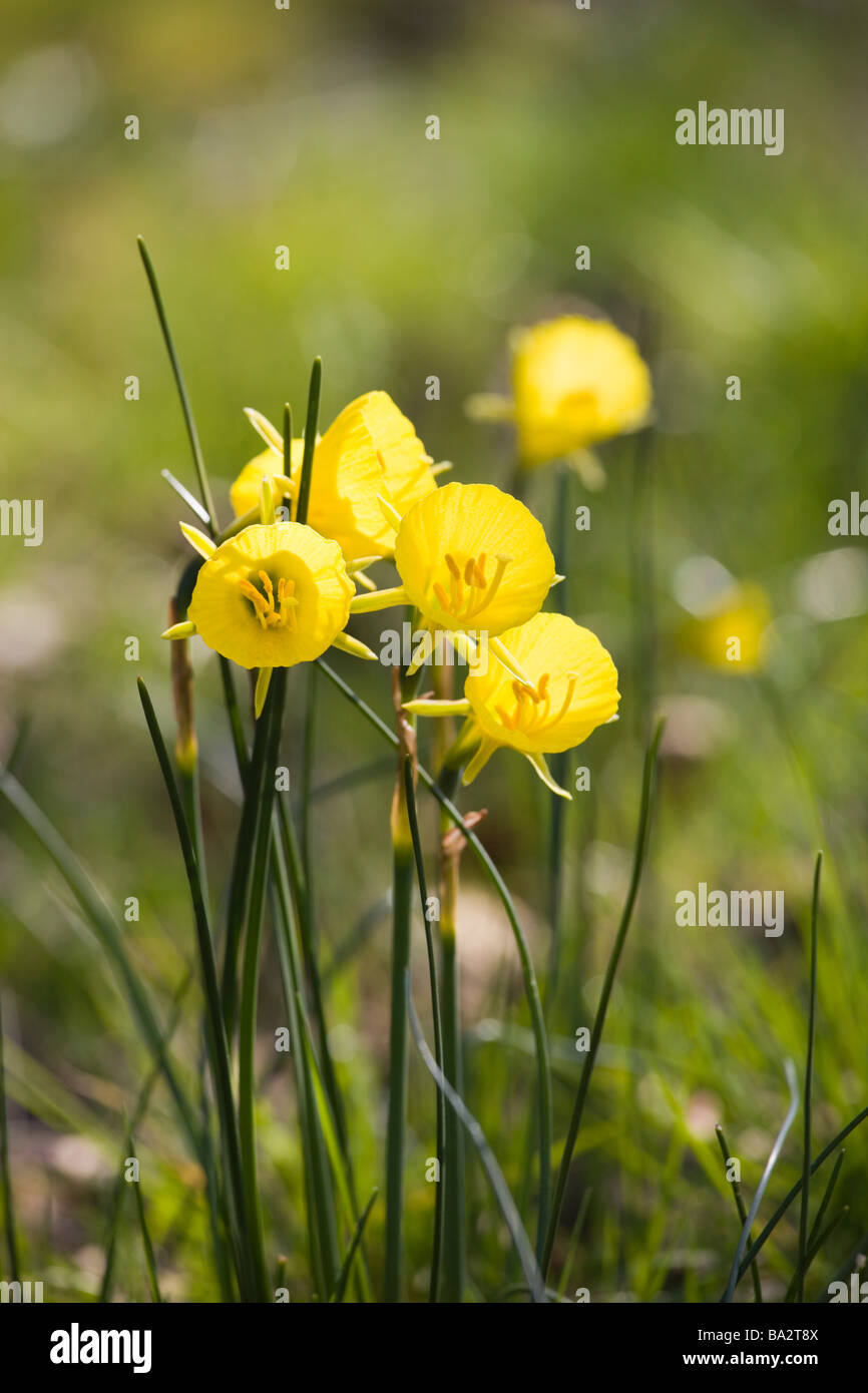 Hoop-petticoat narcisos en el sol de primavera Foto de stock