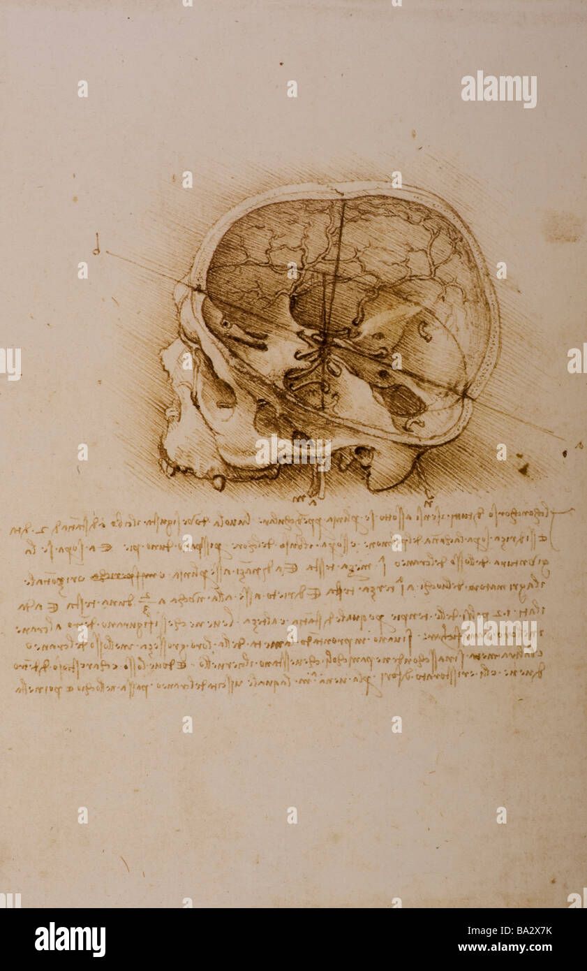 Vista lateral del cráneo humano en el plano sagital con nervios craneales por Leonardo da Vinci 1489 lápiz y tinta marrón Foto de stock