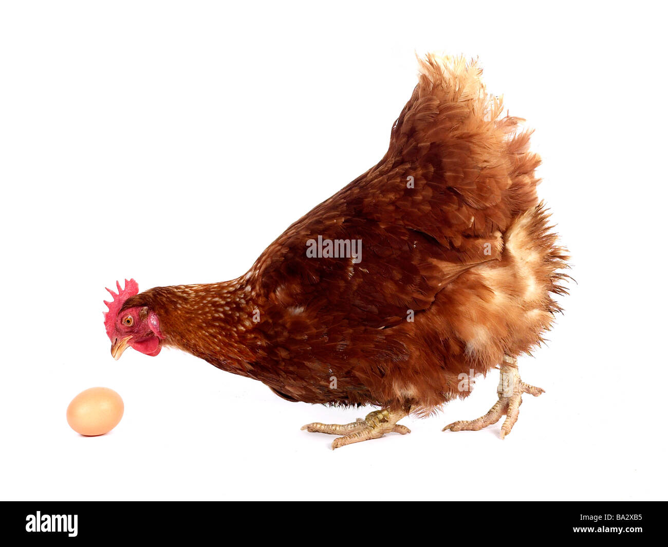 Una situación de la gallina y el huevo, un pollo con huevo. Foto de stock