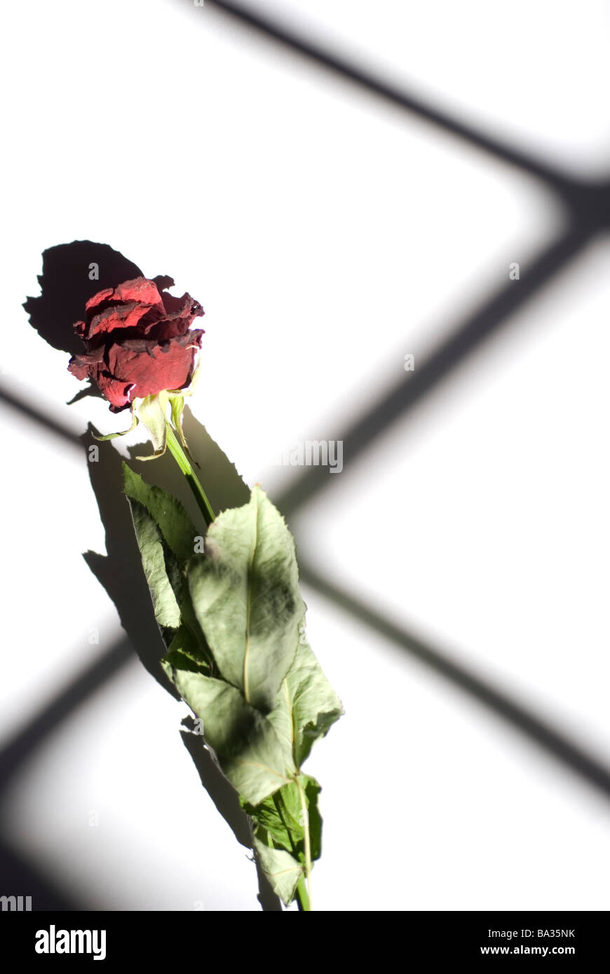 Rosa roja seca con una ventana de luz de reflejo Foto de stock