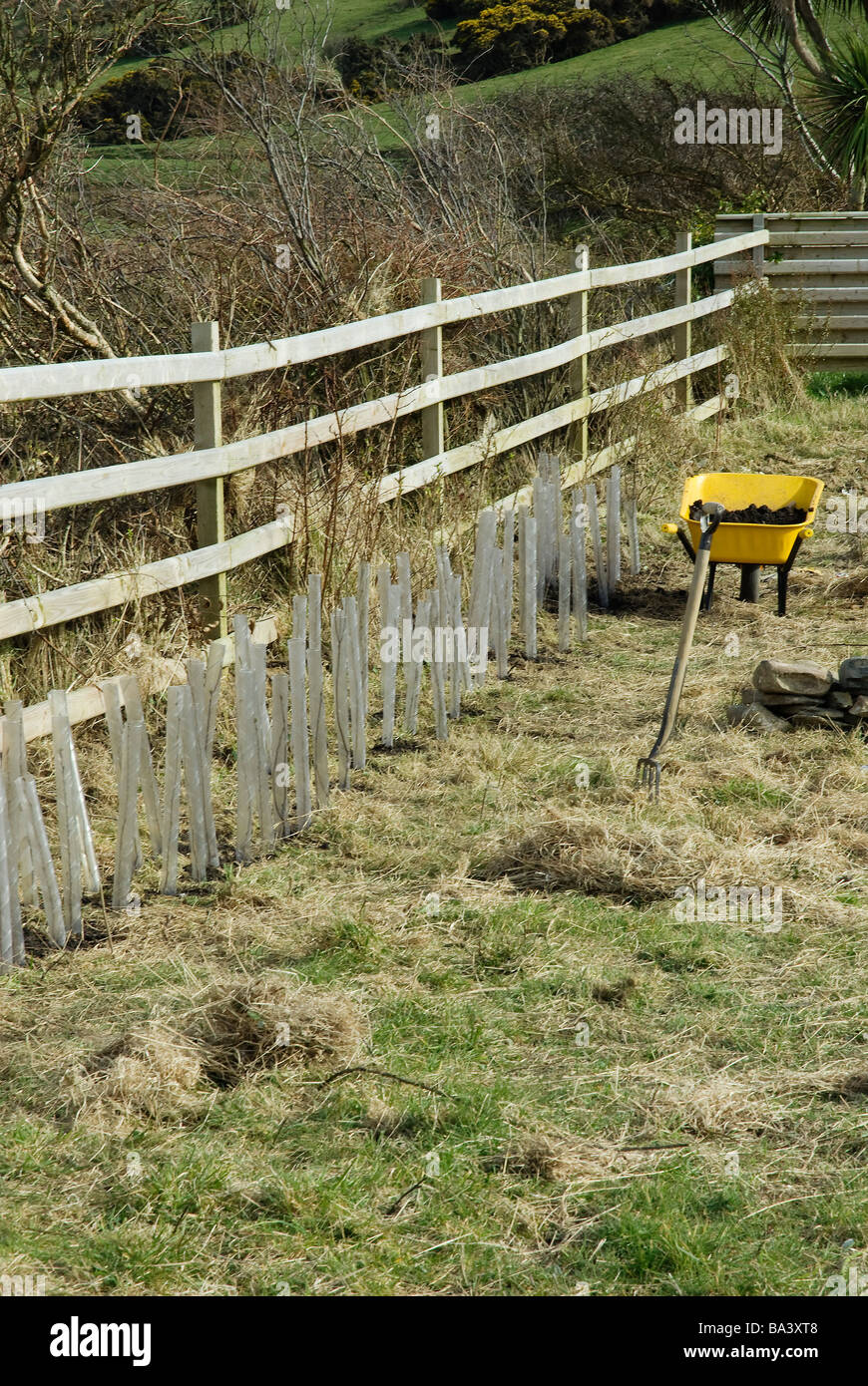 Una línea de un nuevo seto plantado con una carretilla y guardias de conejo Foto de stock