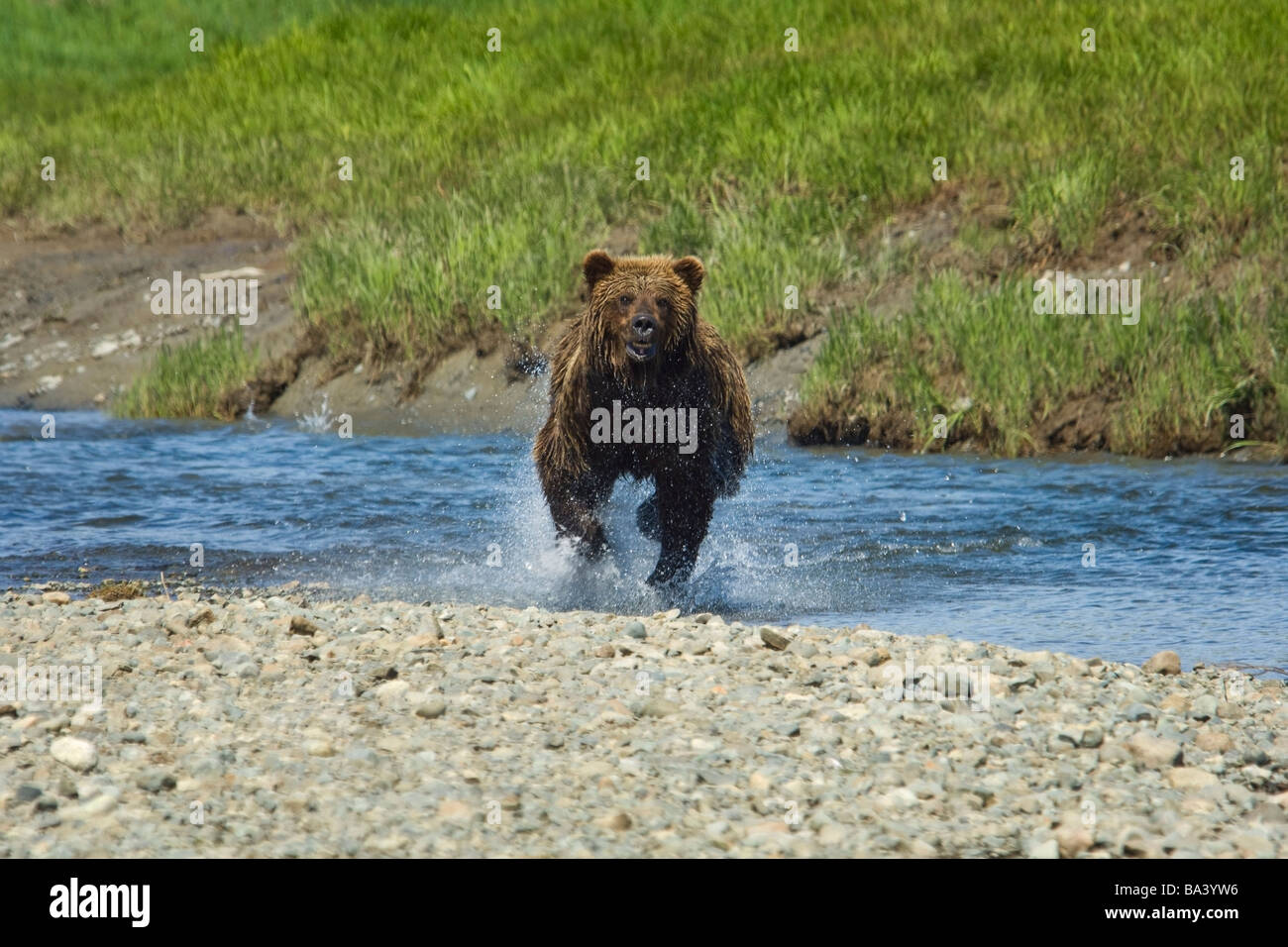 Un oso pardo cobra por el agua en Mikfik Creek durante el verano en el sudoeste de Alaska. Foto de stock