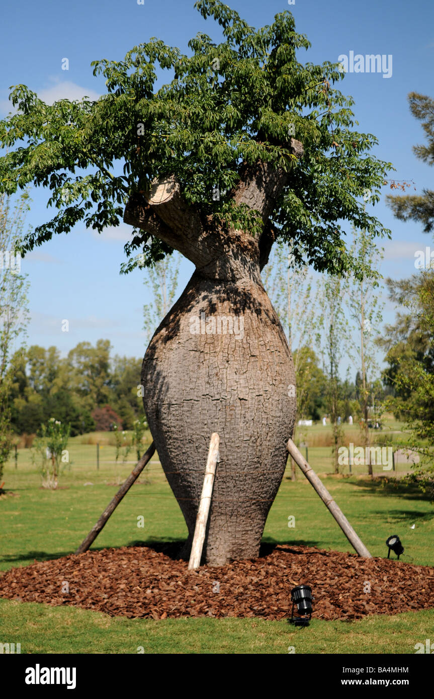 Tronco de árbol con grandes, palo borracho Fotografía de stock - Alamy