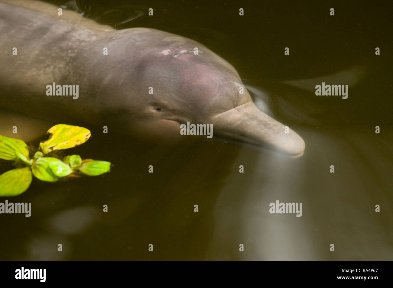 Bebé BOTO o delfín de río rosado Inia geoffrensis Foto de stock